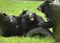 Bears playing