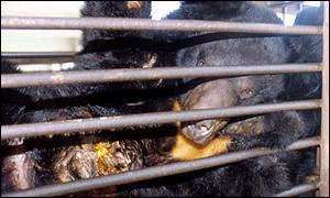 Bears chew on themselves in desperation