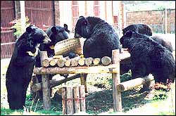 A real life Teddy Bear's Picnic!