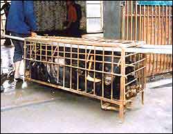 Heather had grown into her coffin cage